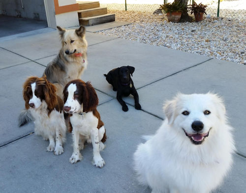 Dog Day Care Pasco